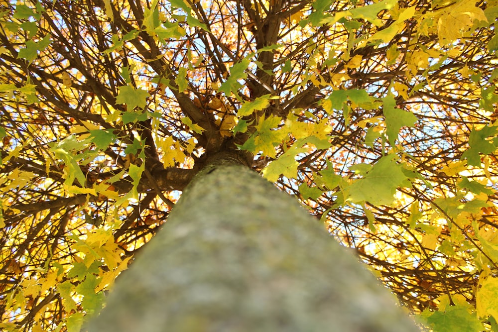 looking up at a tree with yellow leaves