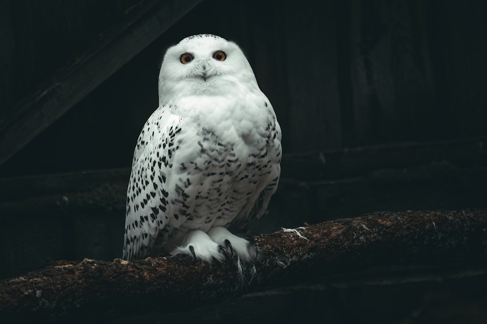 a white owl sitting on top of a tree branch