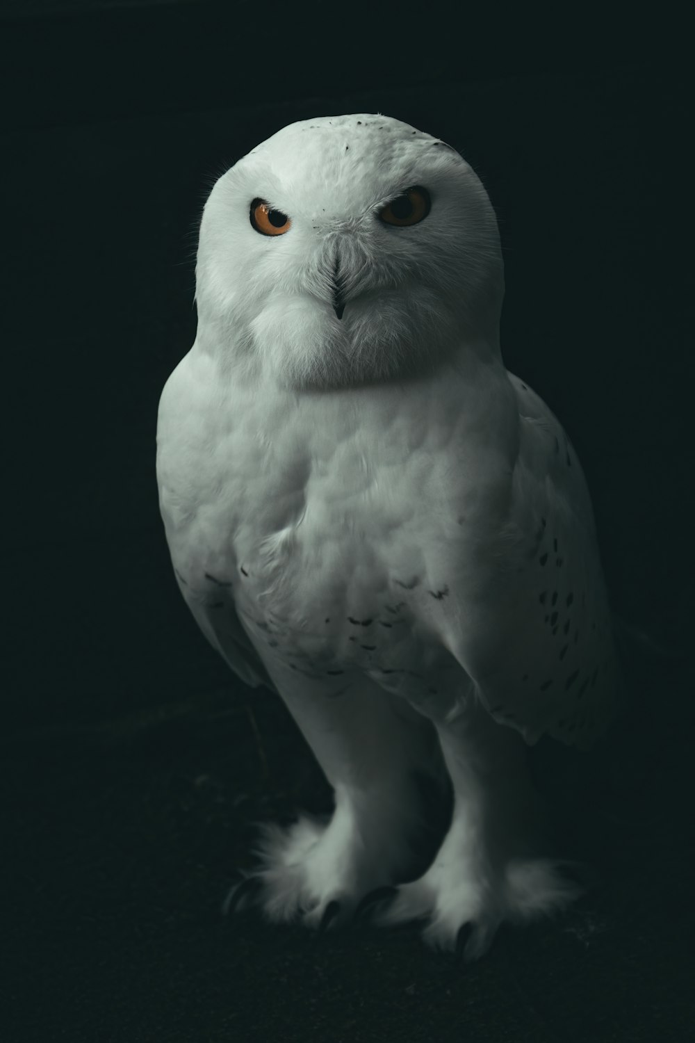 a white owl standing on top of a black floor