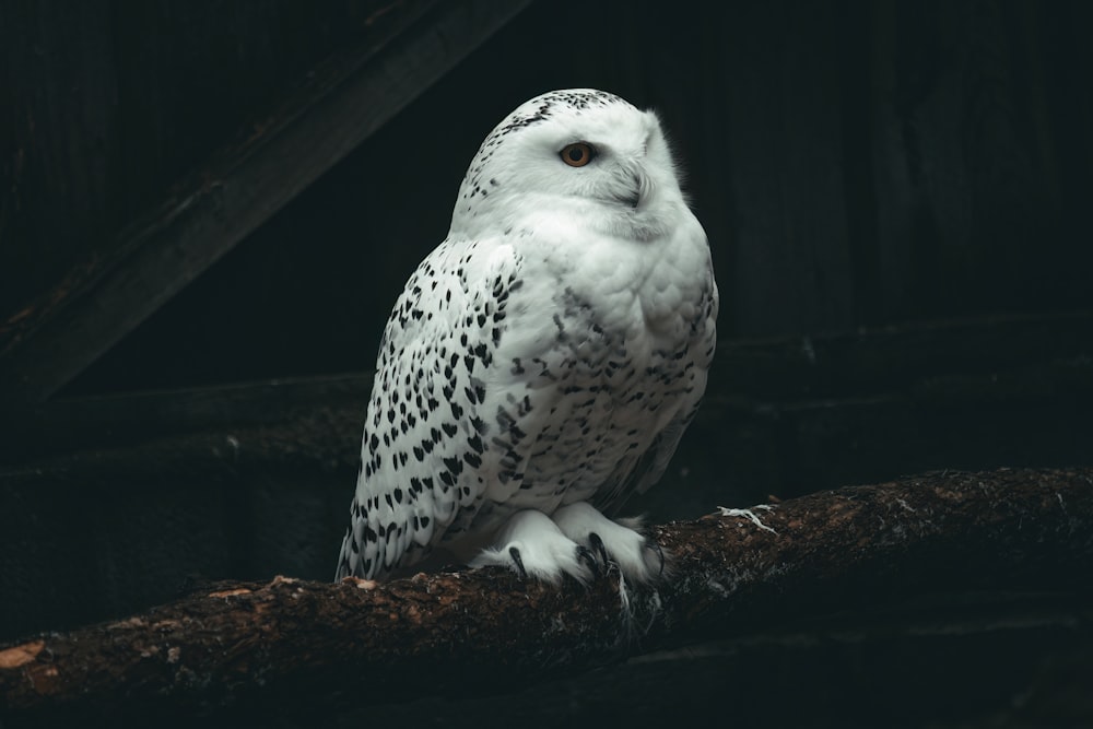 a white owl sitting on top of a tree branch
