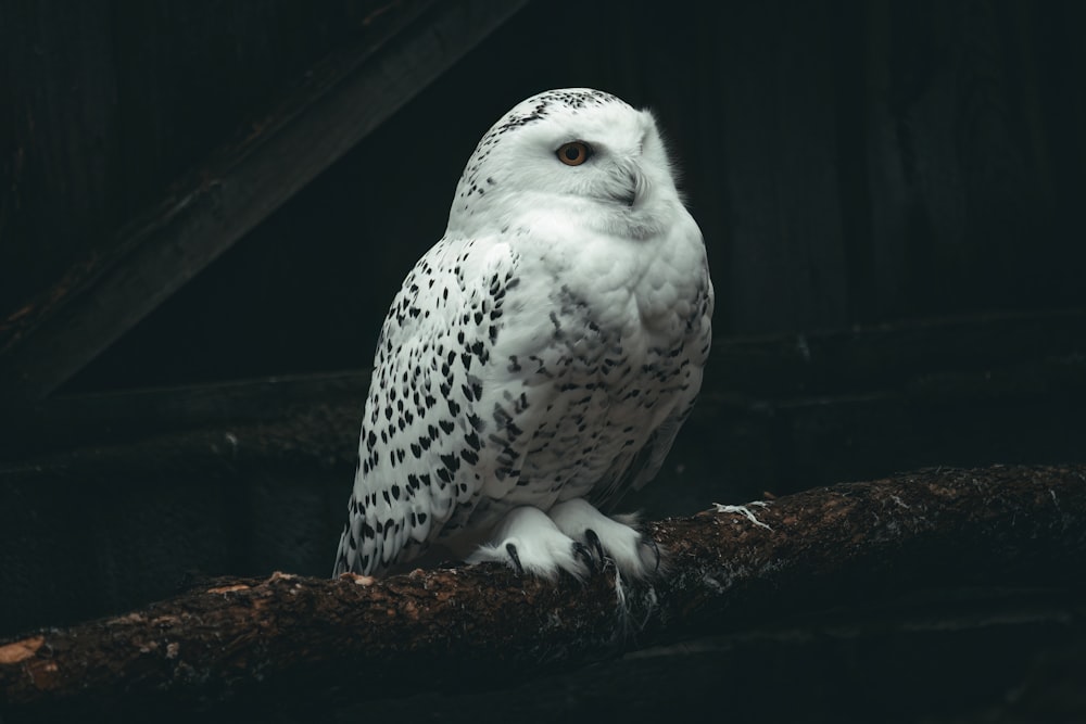 Un búho blanco sentado en la cima de la rama de un árbol