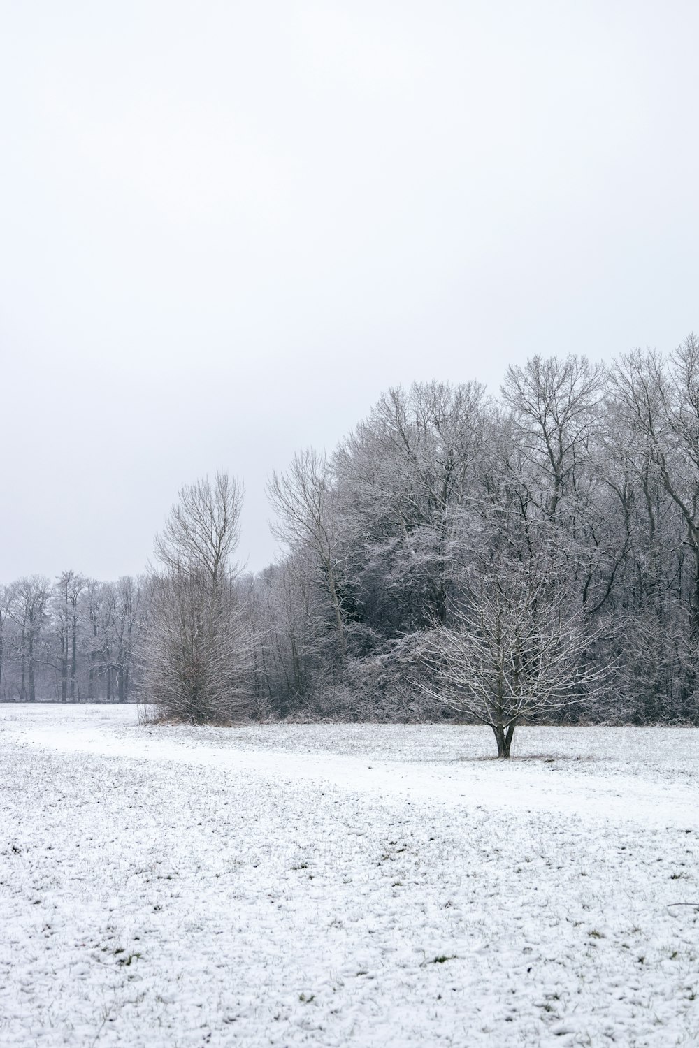 Un campo cubierto de nieve con un árbol solitario