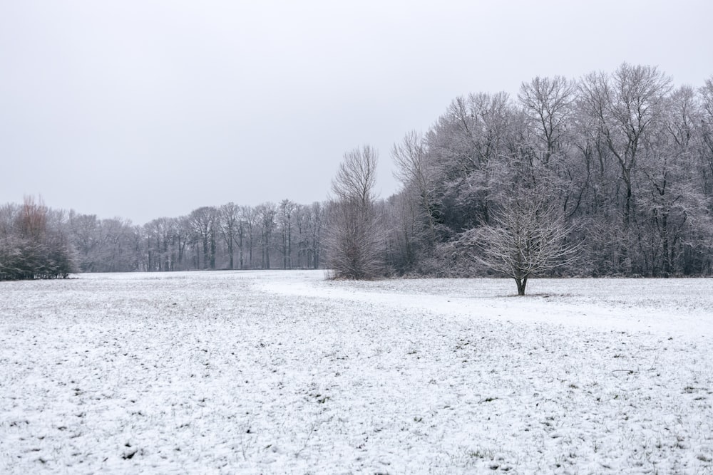 a snow covered field with a lone tree