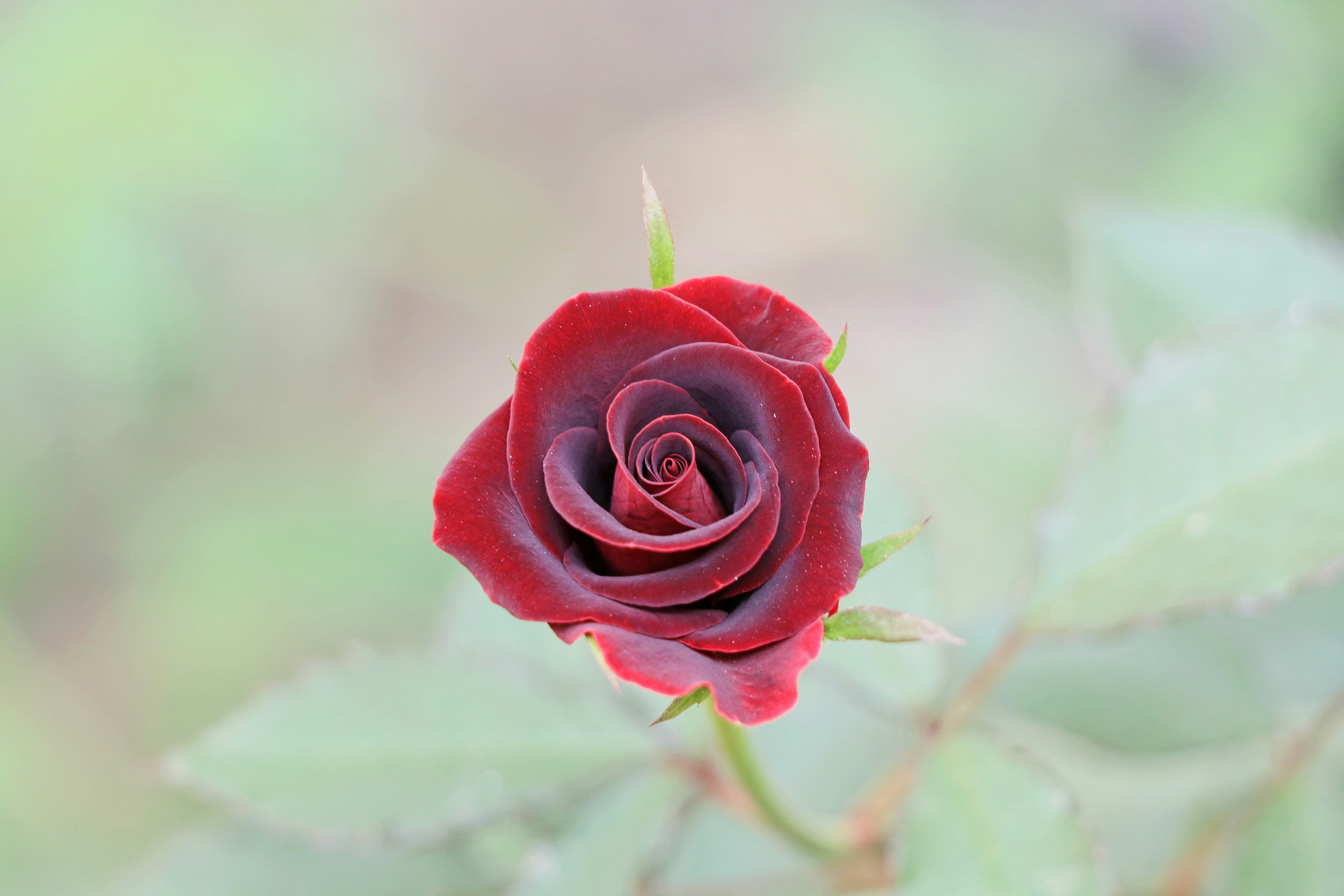 Pixabay Birthday Wishes: 50 Heartfelt Images & Quotes