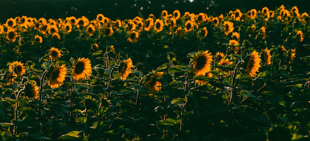 a large field of sunflowers in the sunlight