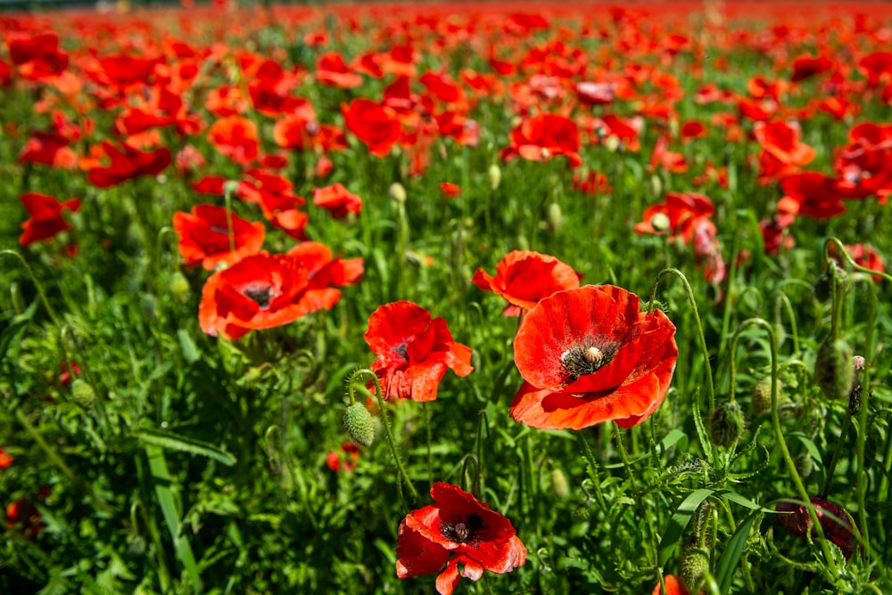 a field full of red flowers and green grass