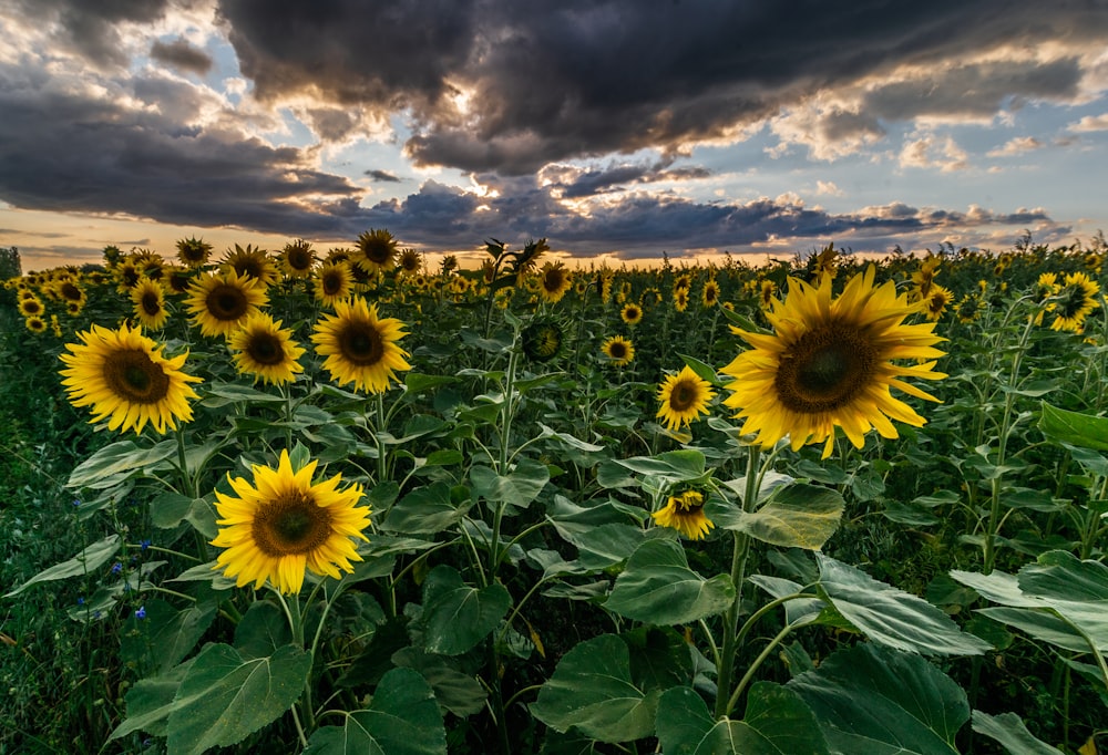 a large field of sunflowers under a cloudy sky
