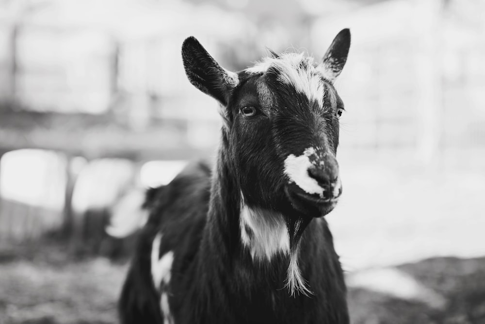 a black and white photo of a goat