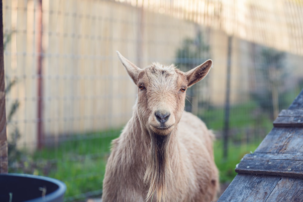 a goat standing next to a wooden fence