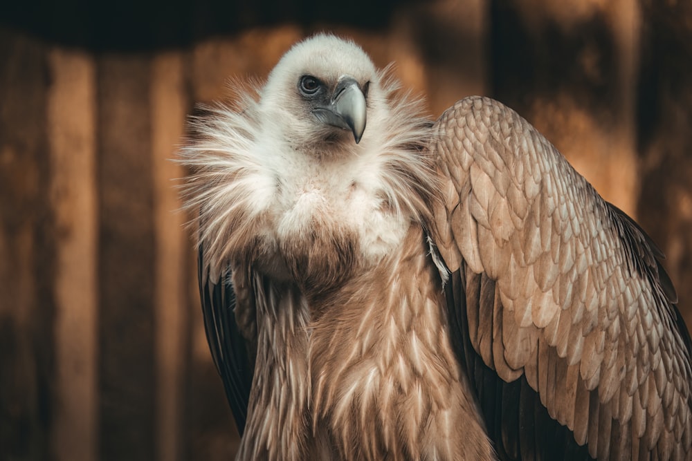 a close up of a bird of prey