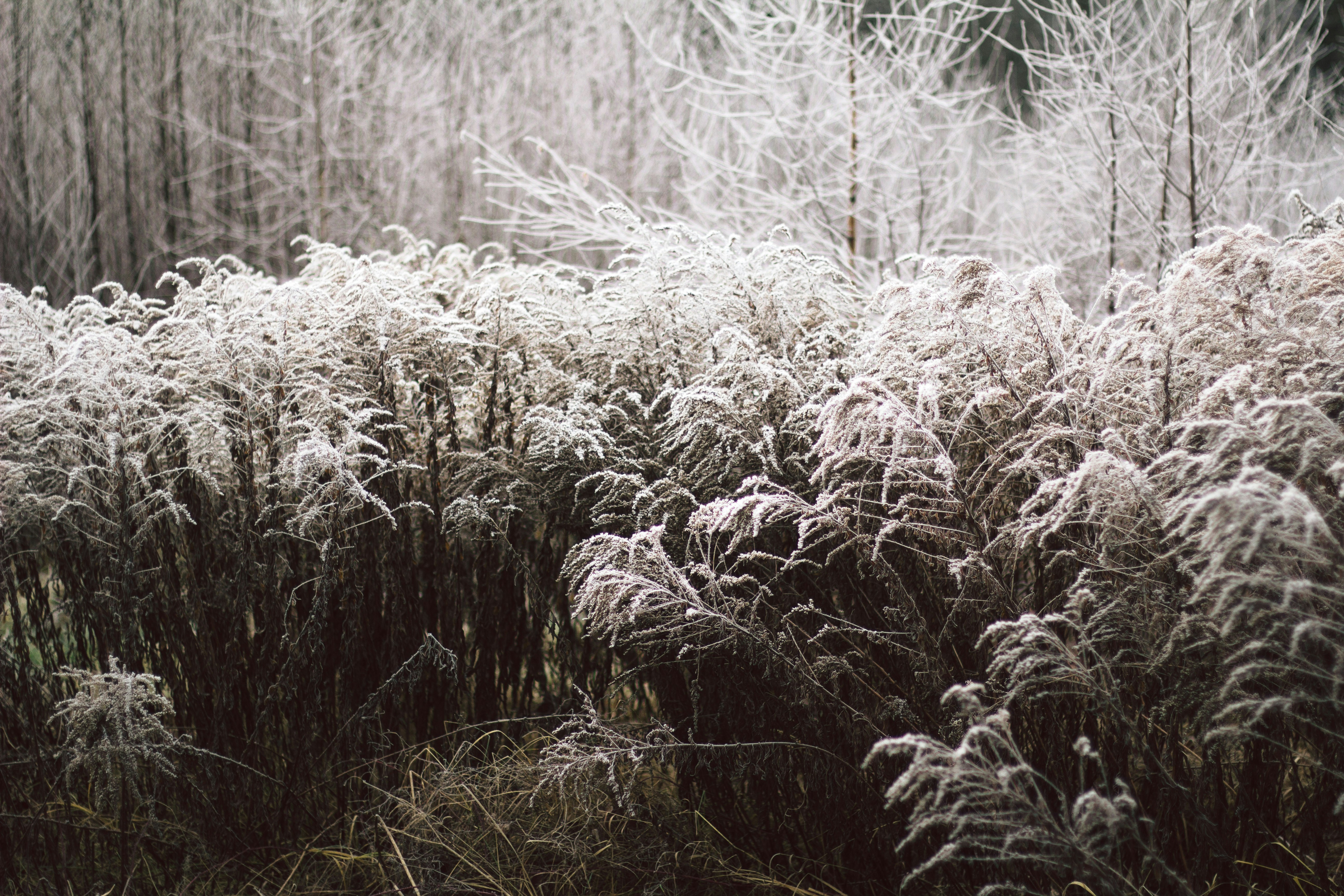 The Rising Threat of Invasive Plants (image credits: unsplash)