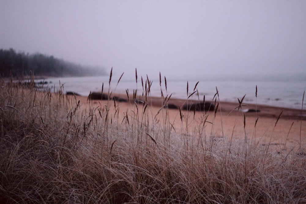 a foggy day at the beach with tall grass in the foreground