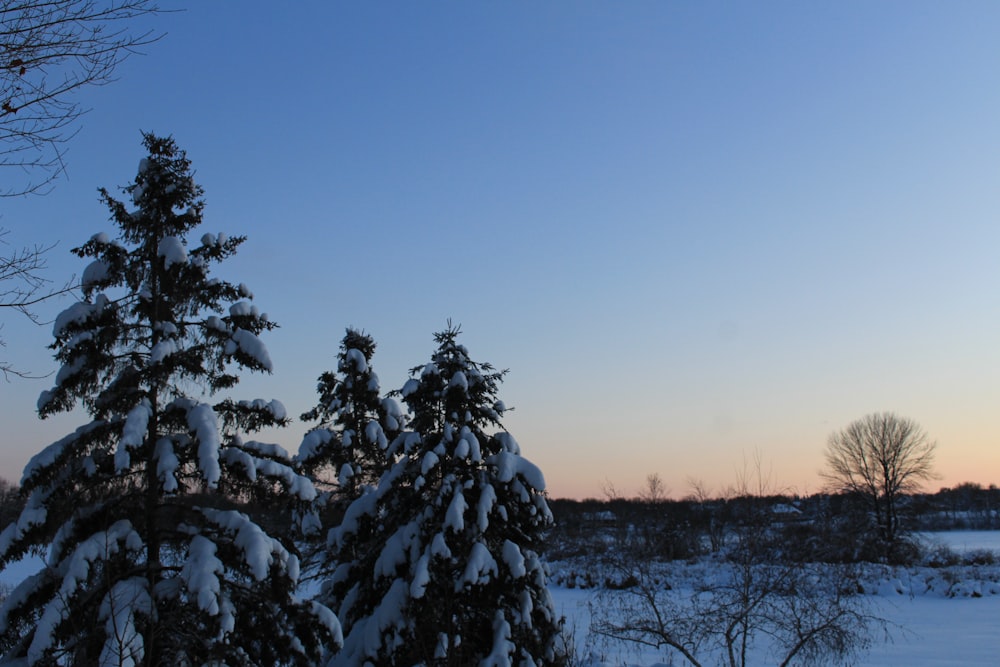 a couple of trees that are covered in snow