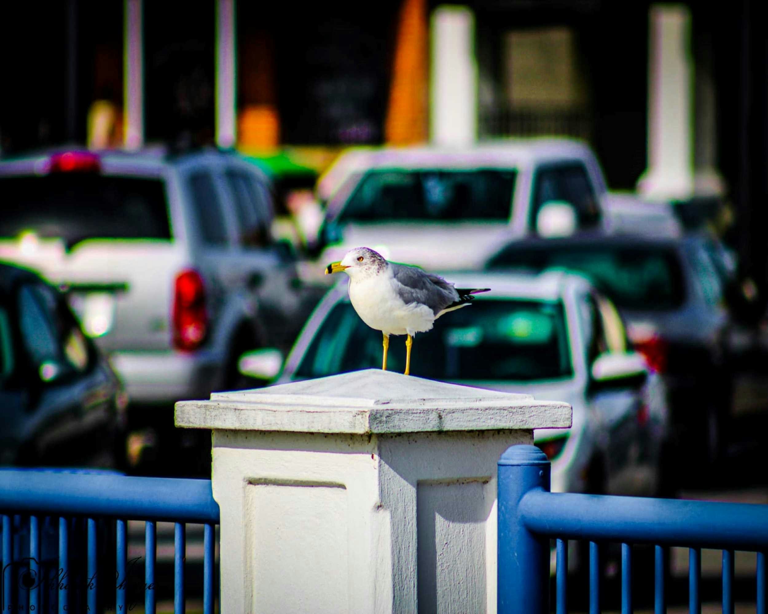 Photo by ikhanik_252