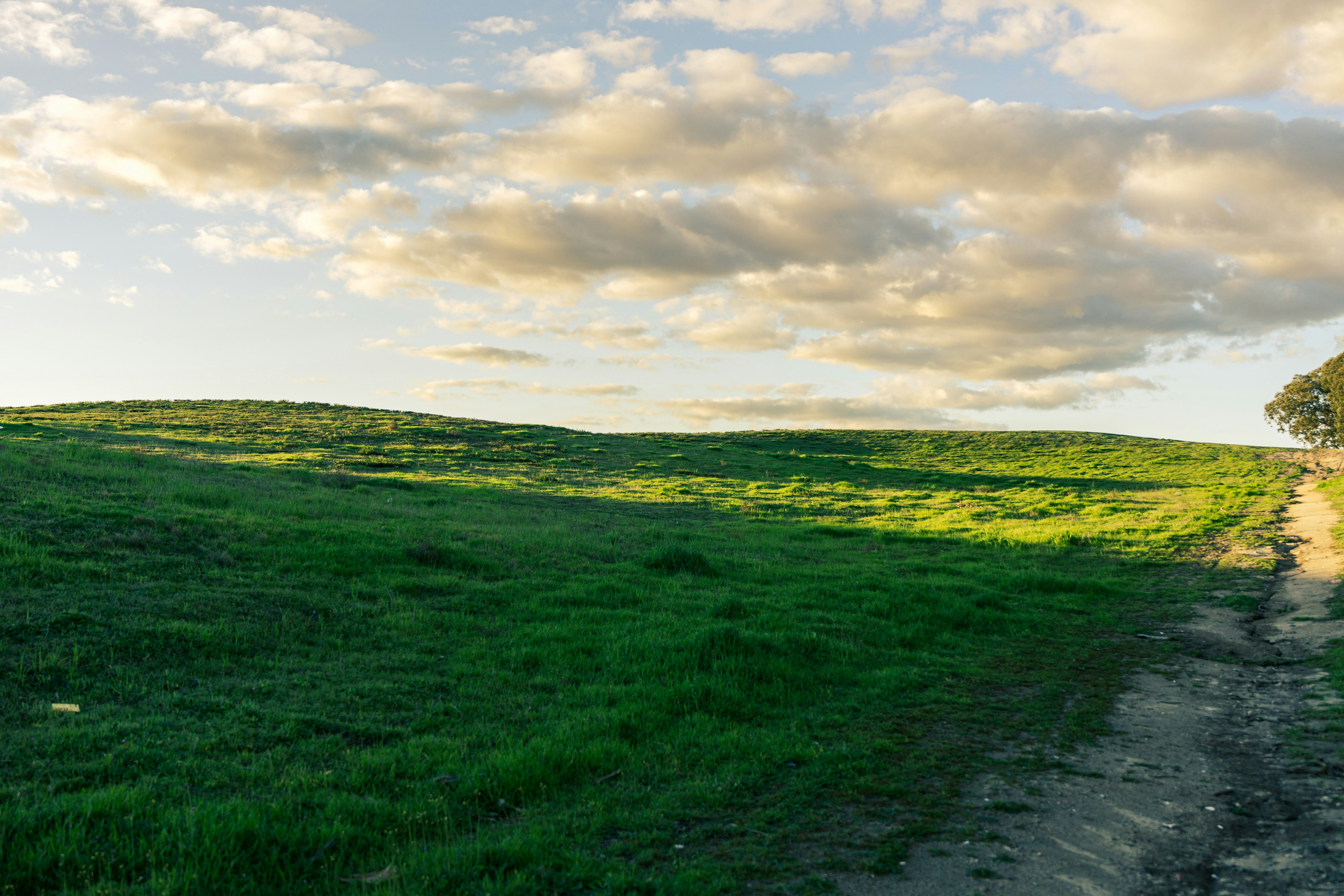 무성한 녹색 들판을 달리는 비포장 도로