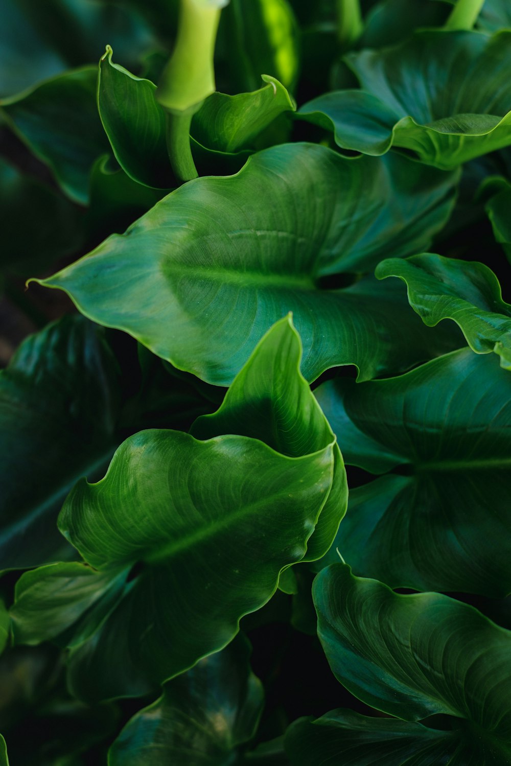 a close up of a green plant with leaves