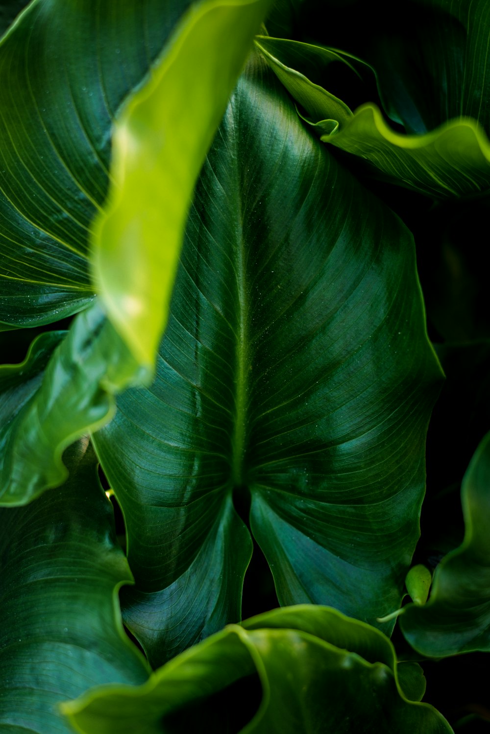 a close up of a green leafy plant