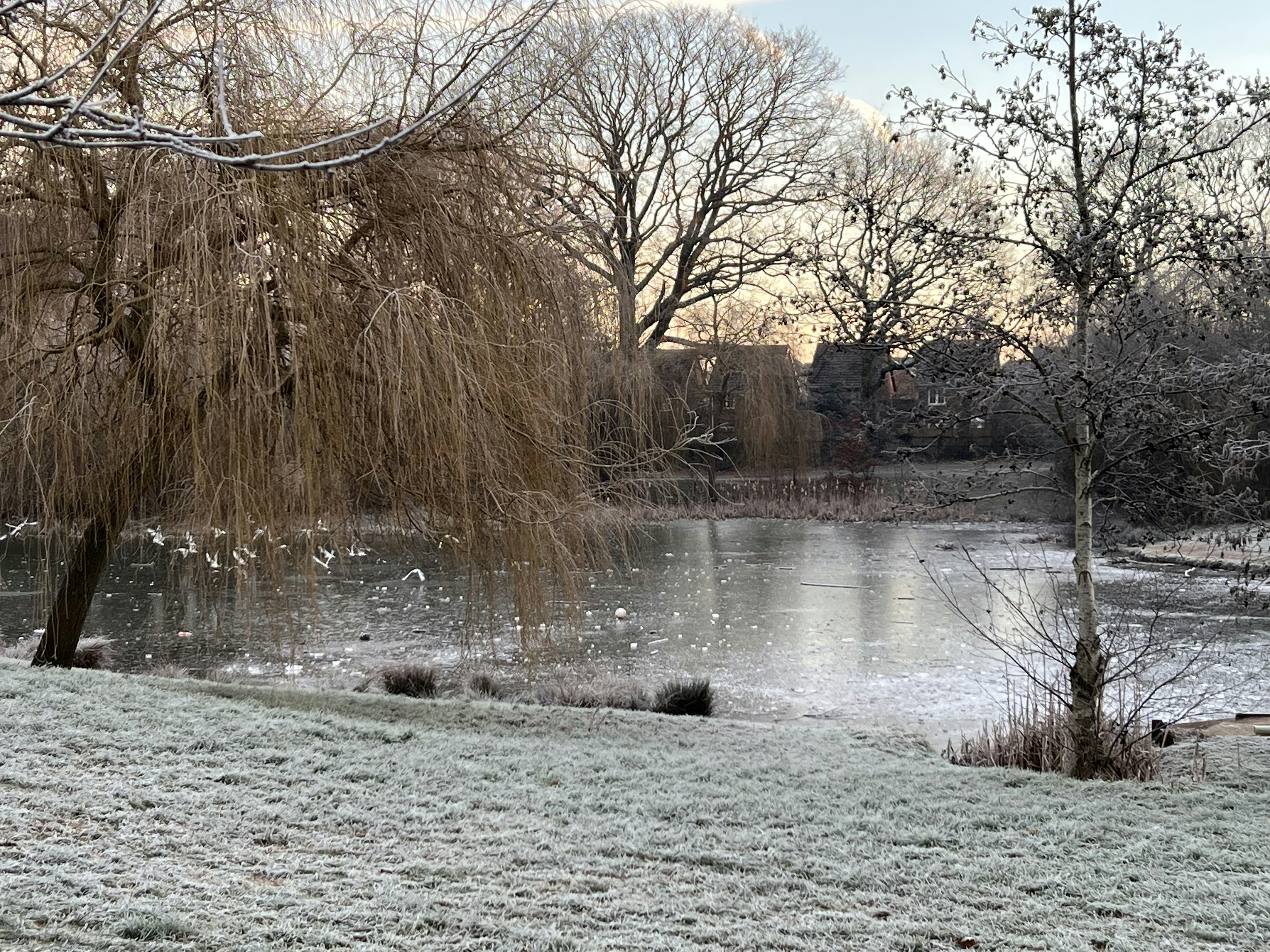 a pond surrounded by trees covered in frost