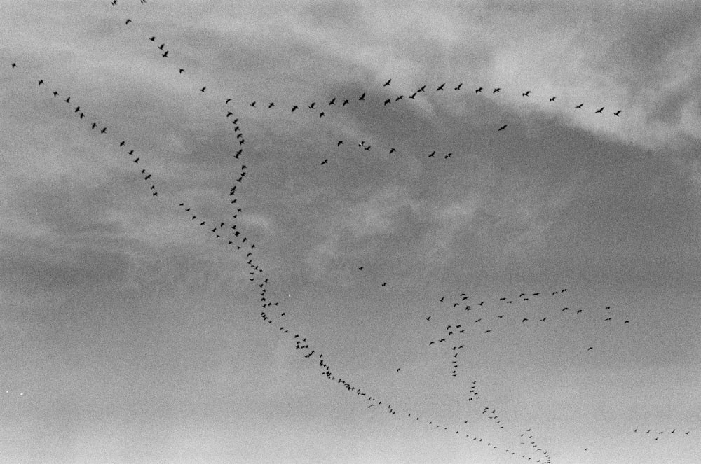 a flock of birds flying through a cloudy sky