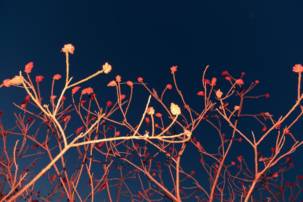 the branches of a tree with red flowers against a blue sky