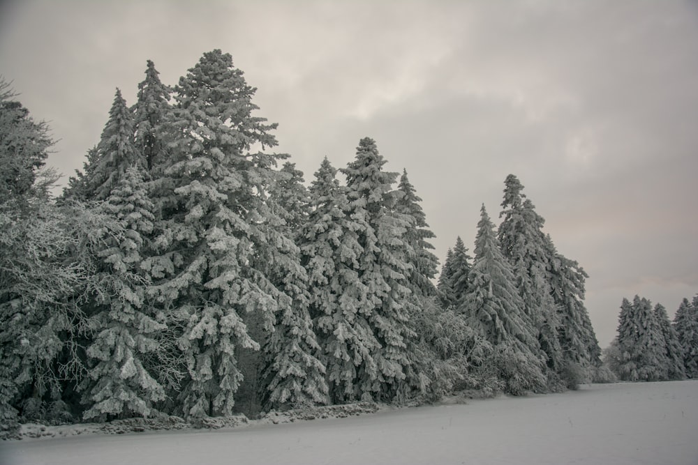 a group of trees covered in snow on a cloudy day