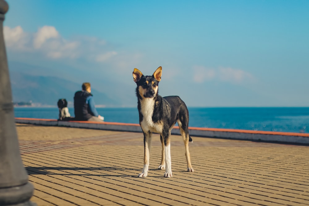 a dog standing on a boardwalk next to the ocean