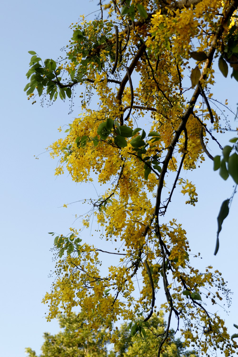 a tree with yellow leaves in the foreground and a blue sky in the background