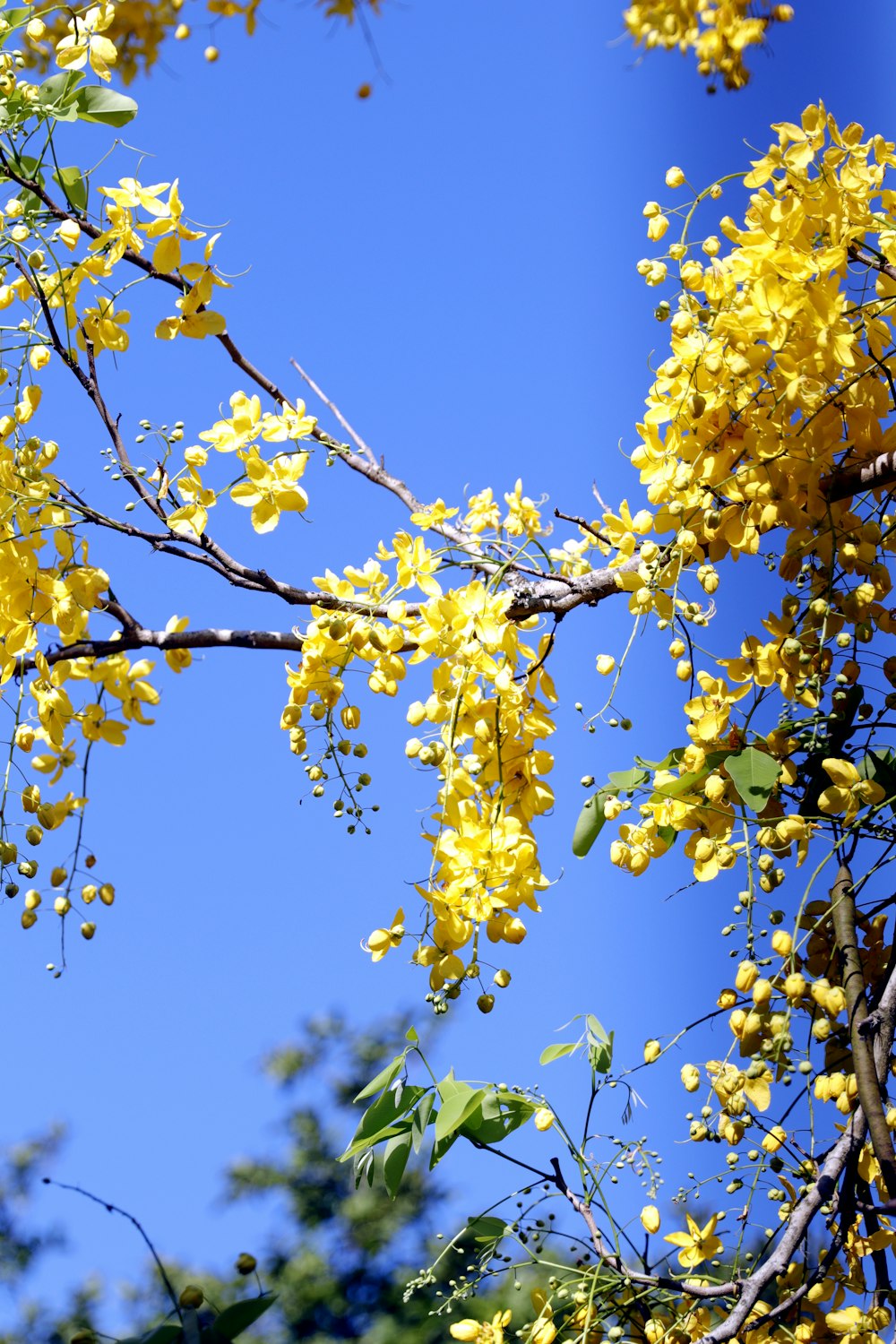 yellow flowers are blooming on the branches of a tree
