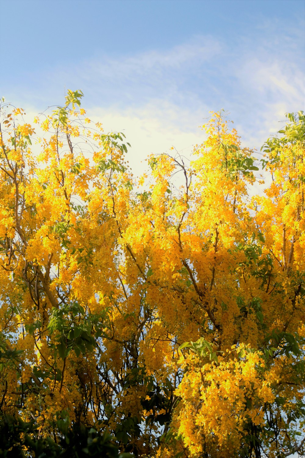 a yellow tree with lots of green leaves