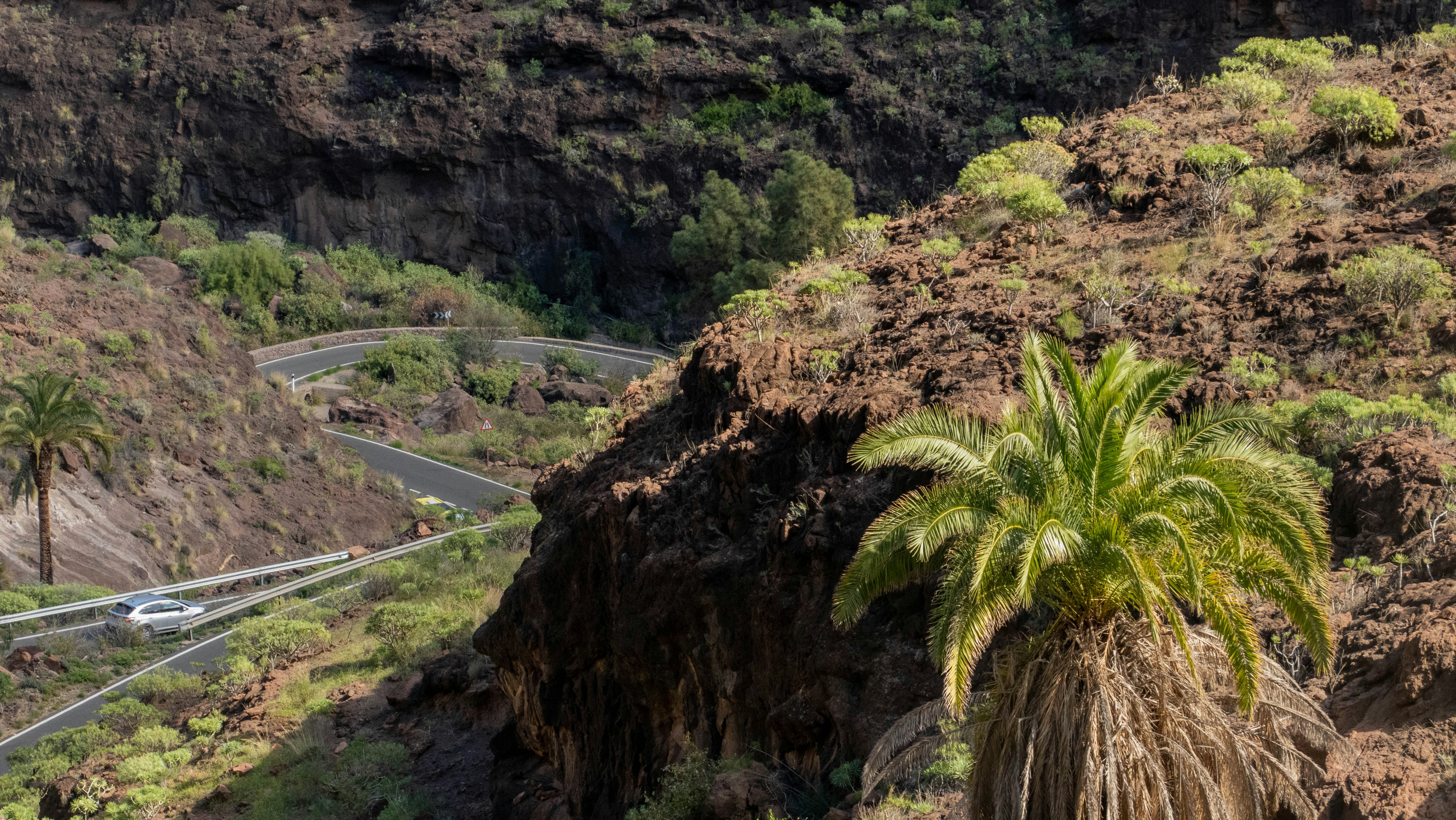 a palm tree on the side of a road