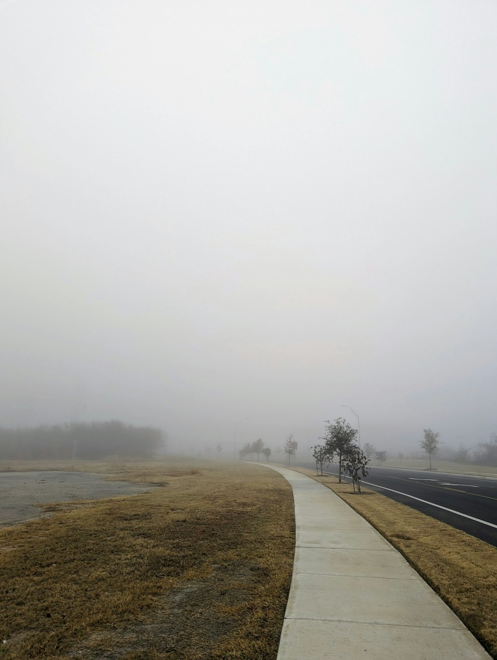 a foggy day on a country road with a lone tree