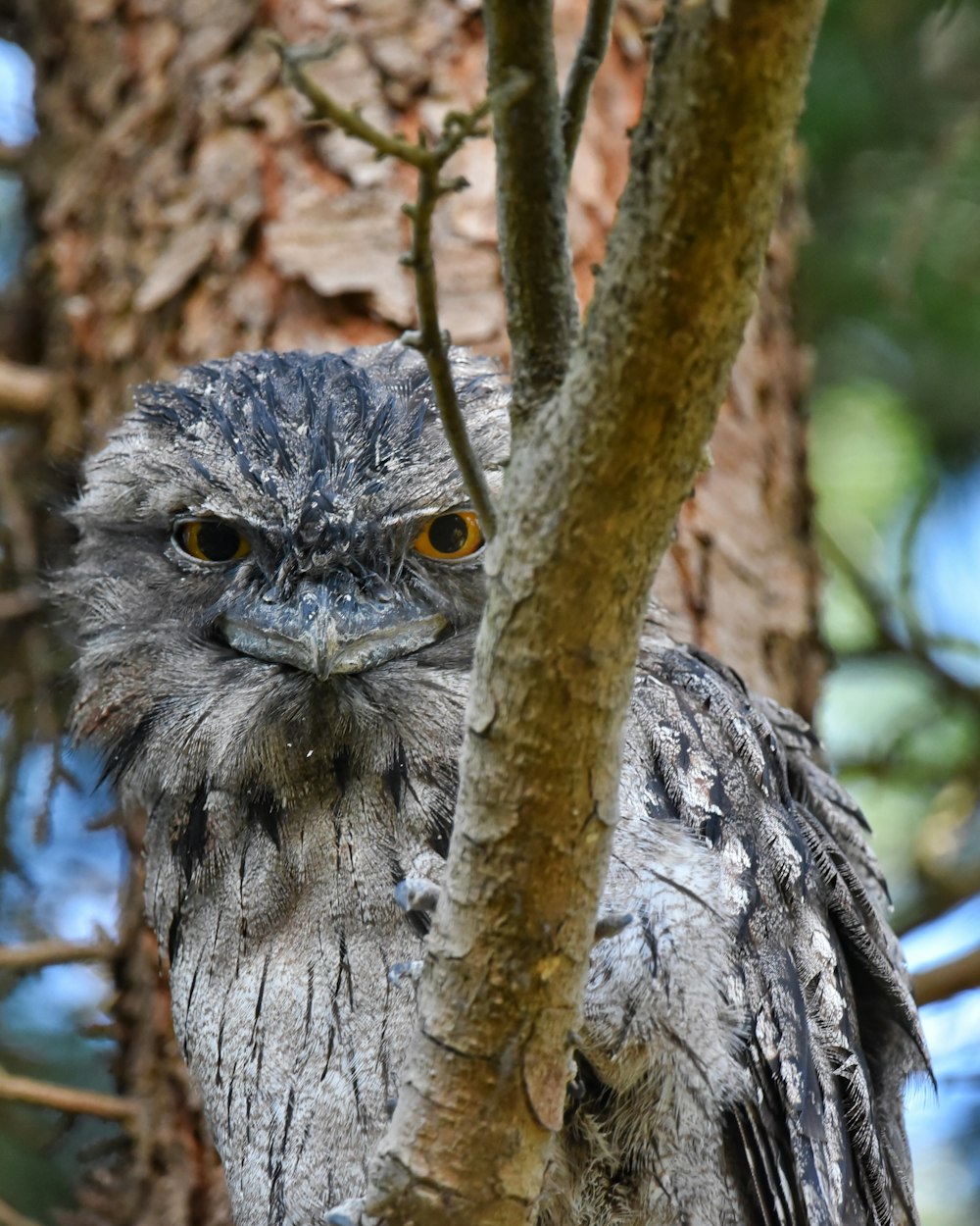 a close up of a bird on a tree branch