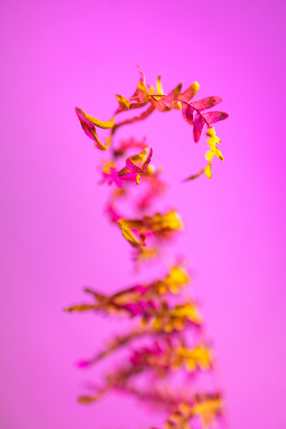 a pink and yellow flower on a purple background
