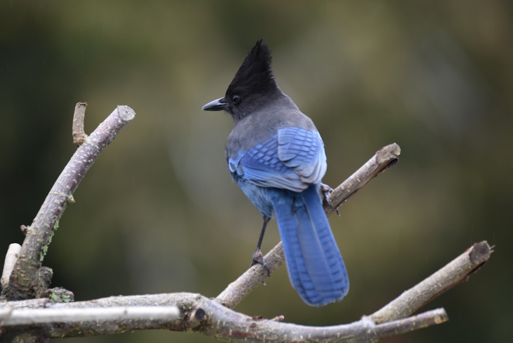 a blue and black bird sitting on a tree branch