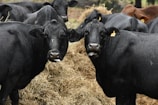 A group of black cattle is gathered around a pile of hay. The cattle appear to be calm and are standing close together, with two of them prominently facing the camera. Each cow has a numbered ear tag, and their shiny black coats suggest they might be slightly wet.