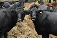 A group of black cattle is gathered around a pile of hay. The cattle appear to be calm and are standing close together, with two of them prominently facing the camera. Each cow has a numbered ear tag, and their shiny black coats suggest they might be slightly wet.