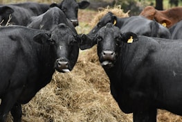 A group of black cattle is gathered around a pile of hay. The cattle appear to be calm and are standing close together, with two of them prominently facing the camera. Each cow has a numbered ear tag, and their shiny black coats suggest they might be slightly wet.