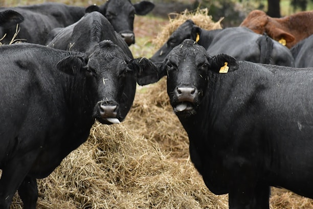 A group of black cattle is gathered around a pile of hay. The cattle appear to be calm and are standing close together, with two of them prominently facing the camera. Each cow has a numbered ear tag, and their shiny black coats suggest they might be slightly wet.