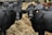 A group of black cattle is gathered around a pile of hay. The cattle appear to be calm and are standing close together, with two of them prominently facing the camera. Each cow has a numbered ear tag, and their shiny black coats suggest they might be slightly wet.