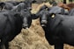 A group of black cattle is gathered around a pile of hay. The cattle appear to be calm and are standing close together, with two of them prominently facing the camera. Each cow has a numbered ear tag, and their shiny black coats suggest they might be slightly wet.