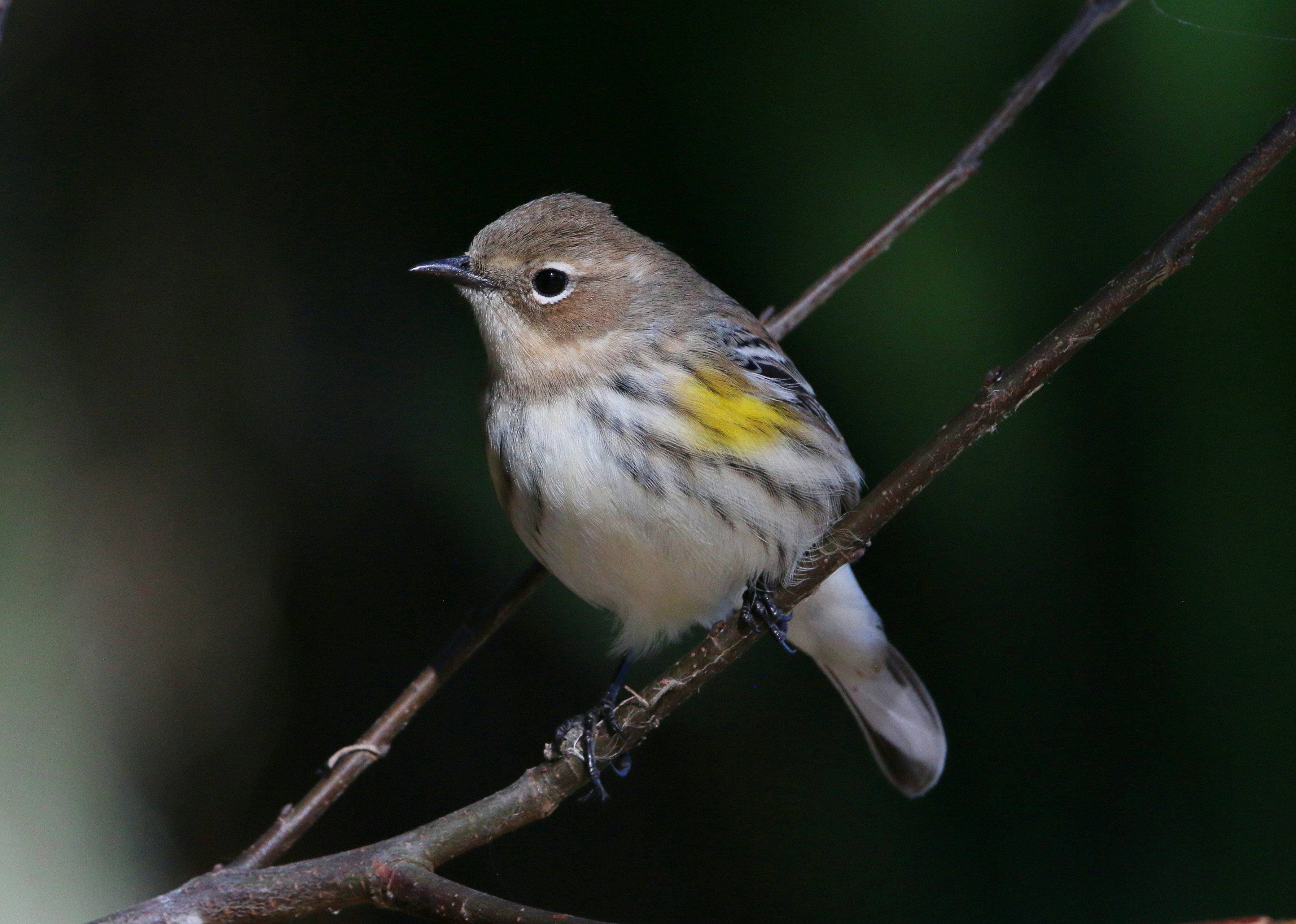 a small bird perched on a tree branch