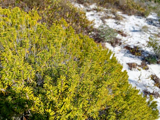 Volunteers planting native shrubs along a sandy trail surrounded by scrubby trees.