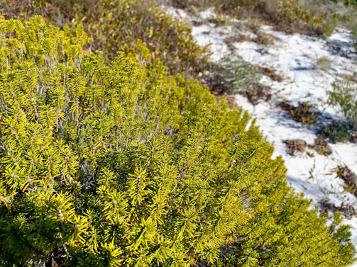 Volunteers planting native shrubs along a sandy trail surrounded by scrubby trees.