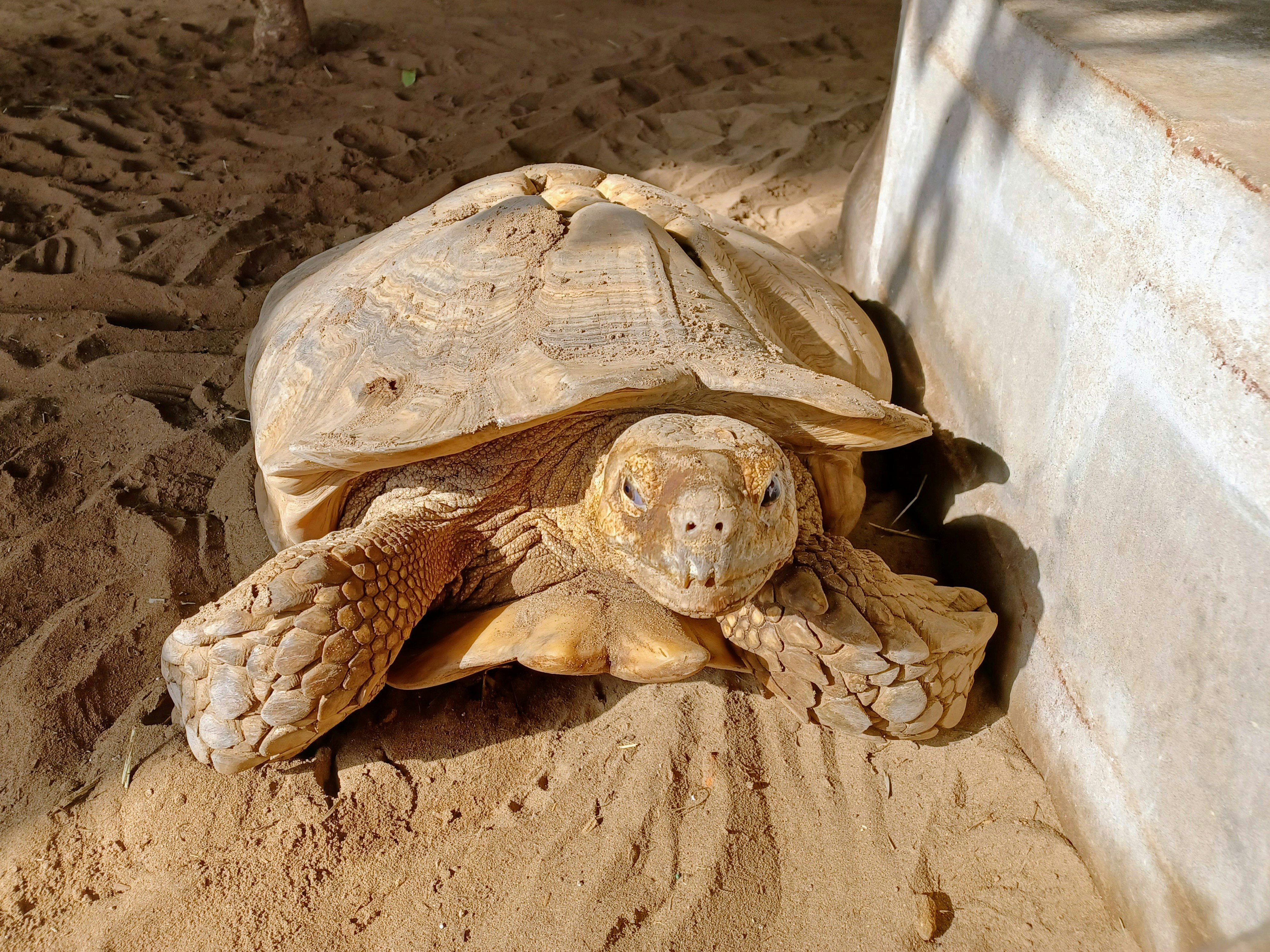 a large tortoise sitting on top of a sandy ground