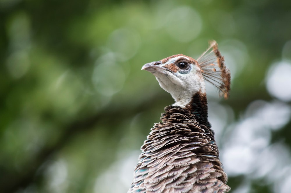 a close up of a bird with a blurry background