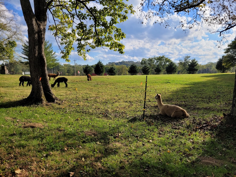 a sheep laying in a field next to a tree