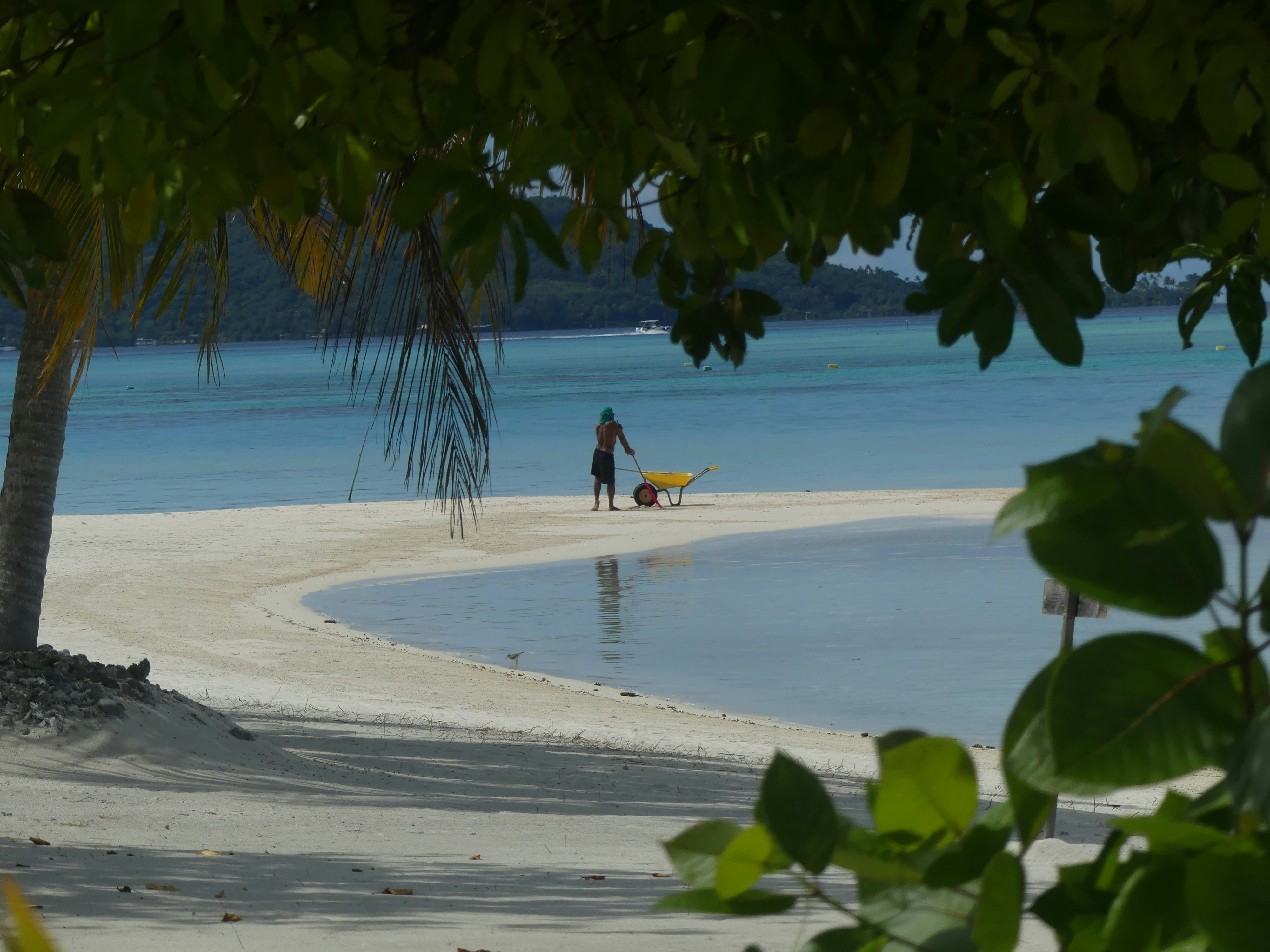 a man standing on a beach next to a tree