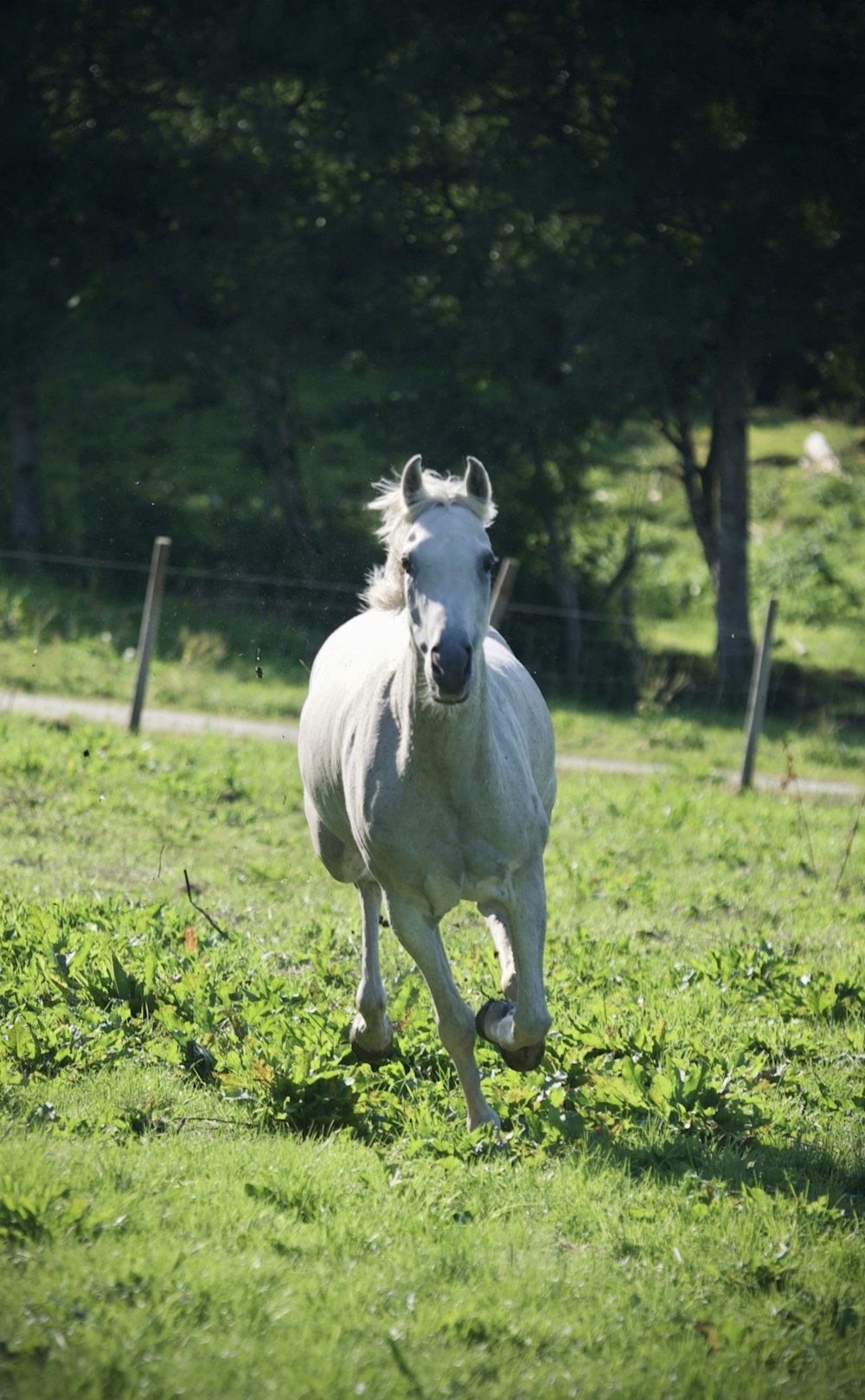 a white horse running in a grassy field