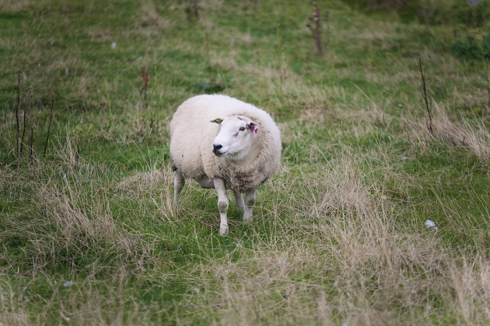 a white sheep standing in a grassy field