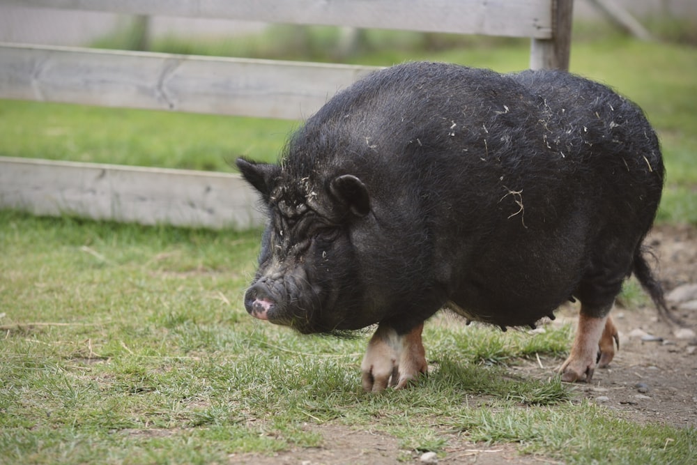 a black pig standing on top of a lush green field